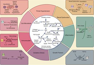 Recent insights into contributing factors in the pathogenesis of cirrhotic ascites